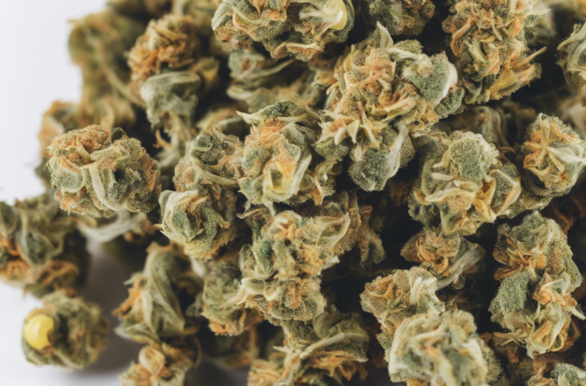  Discover the Delightful Effects of Gushers Strain on Leafly!