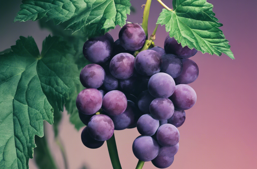 Discover the Potent Effects of Planet of the Grapes Strain
