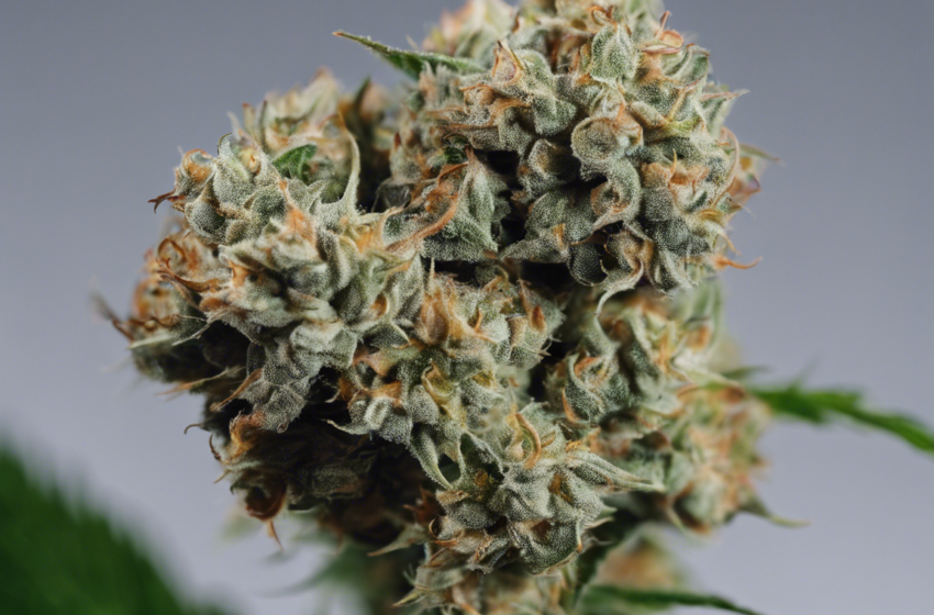  Exploring the Unique Characteristics of Sherbacio Strain.