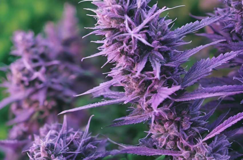  Purple Weed: Exploring the World of Unique Cannabis Strains