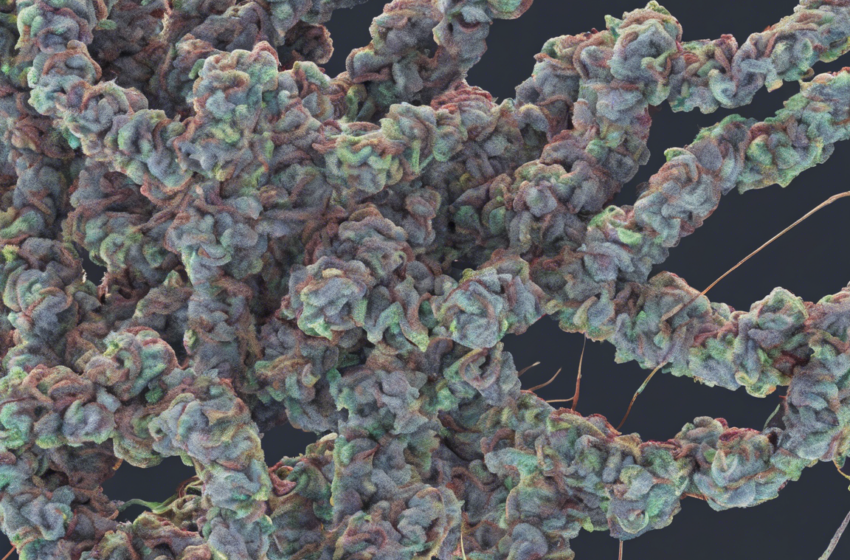  Unveiling the Futuristic 2090 Strain: A Glimpse into the Future of Cannabis Biology